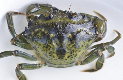 Carcinus maenas